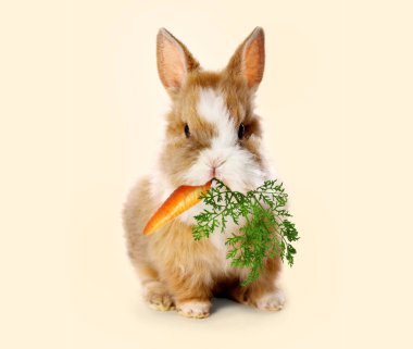 Bej arka planda havuç yiyen sevimli tavşan.