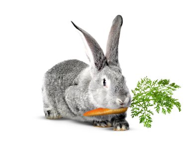 Beyaz arka planda havuç yiyen sevimli gri tavşan.