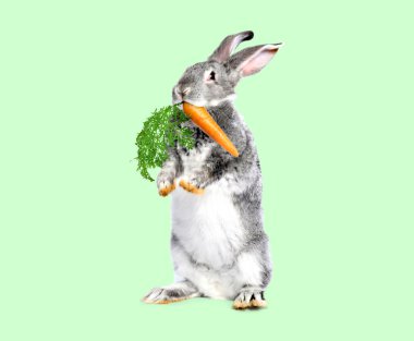 Açık turkuaz arka planda havuç yiyen sevimli gri tavşan.