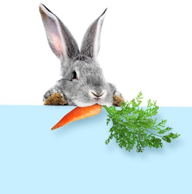 Beyaz arka planda açık mavi bir pankarttan havucu dikizleyen sevimli gri tavşan.