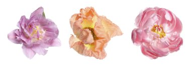 Beyaz arkaplanda farklı renkte çiçekler, kolaj.