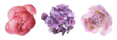 Beyaz arka planda farklı güzel çiçekler, kolaj