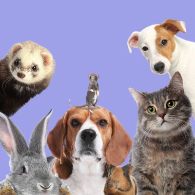 Tavşan ve diğer hayvanlar leylak arkaplanındaki kameraya bakıyorlar.