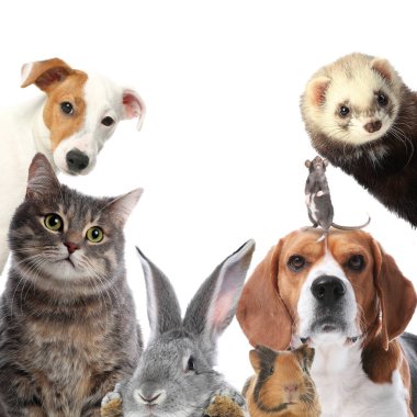 Tavşan ve diğer hayvanlar beyaz arka plandaki kameraya bakıyor.