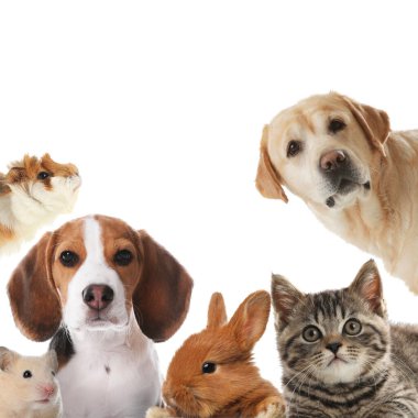 Tavşan ve diğer hayvanlar beyaz arka plandaki kameraya bakıyorlar.