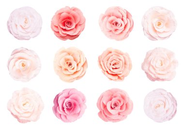 Beyaz arka planda güzel kağıt çiçekler, kolaj. Üst görünüm