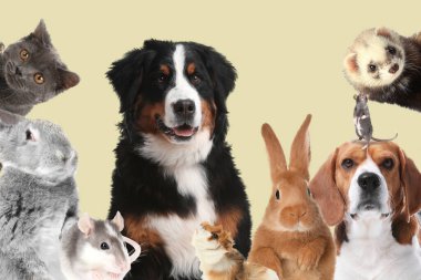 Tavşanlar ve diğer hayvanlar koyu bej arka plandaki kameraya bakıyorlar.