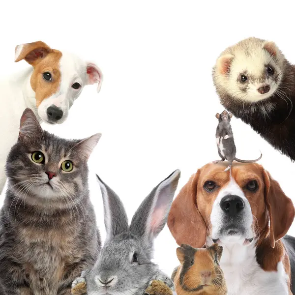 Tavşan ve diğer hayvanlar beyaz arka plandaki kameraya bakıyor.