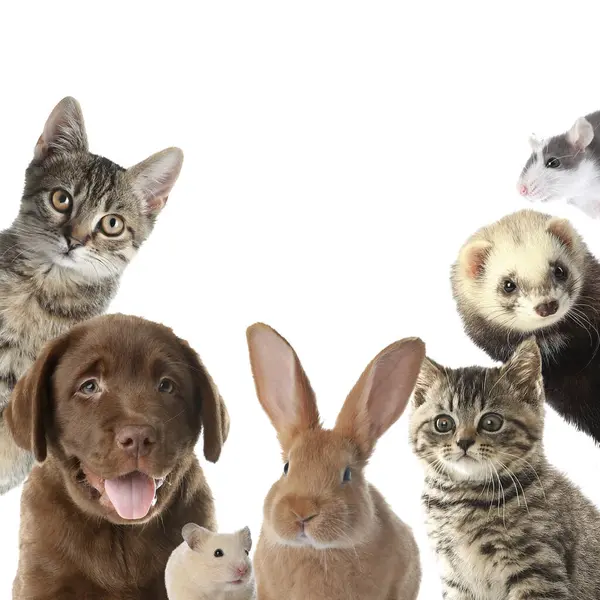 Tavşan ve diğer hayvanlar beyaz arka plandaki kameraya bakıyor.