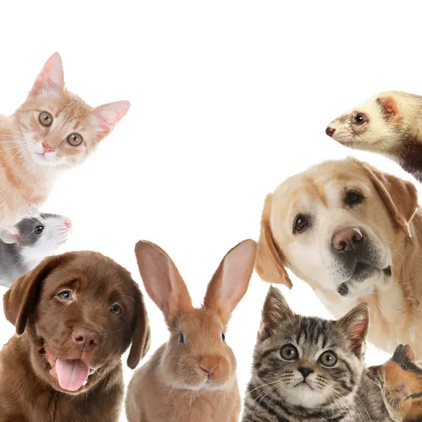 Tavşan ve diğer hayvanlar beyaz arka plandaki kameraya bakıyor.