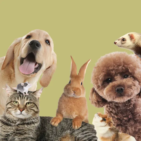 Tavşan ve diğer hayvanlar zeytin rengi arka planda kameraya bakıyorlar.