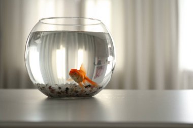 Akvaryumdaki güzel, parlak akvaryum balığı evdeki masada. Metin için boşluk