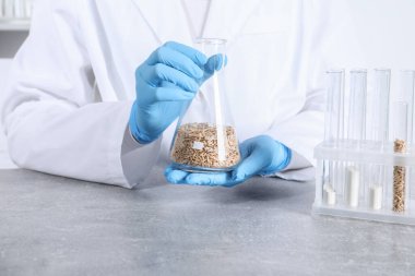 Laboratuvar testi. Kapalı alanda gri masada yulaf taneleriyle dolu matarayı tutan bilim adamı.