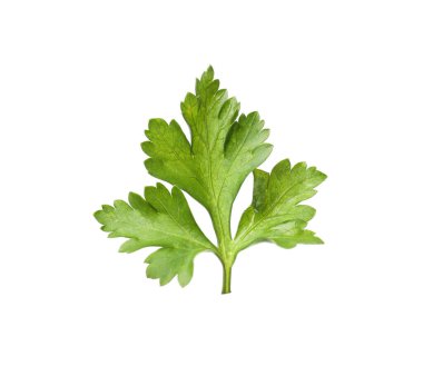 Taze maydanoz filizi, beyaz havada izole edilmiş.