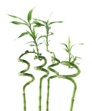 Beautiful green bamboo stems isolated on white