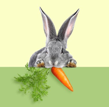 Bej arka planda yeşil pankarttan havucu dikizleyen sevimli gri tavşan.