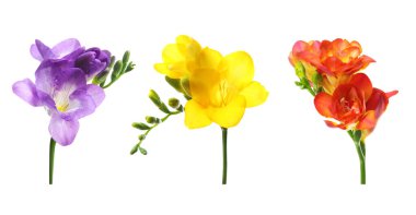 Beyaz arkaplanda güzel frezya çiçekleri, set