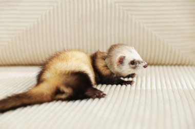 Kanepede yatan sevimli gelincik. Evcil hayvan