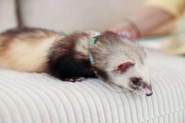 Kanepede yatan sevimli gelincik. Evcil hayvan