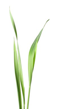 Beyaz çimenlerin üzerinde yeşil yapraklar