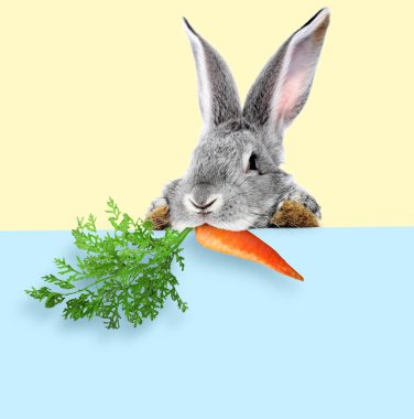 Bej arka planda açık mavi bir pankarttan havucu dikizleyen sevimli gri tavşan.