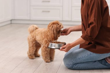 Sahibi sevimli köpeğini evde kuru hayvan mamasıyla besliyor, yakın plan.