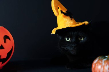 Cadılar Bayramı sepetinin yanında cadı şapkalı şirin kedi ve siyah arka planda balkabağı. Sevimli hayvan.