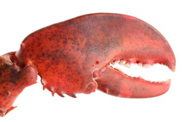 Bir taze ıstakoz pençesi beyaza izole edilmiş.