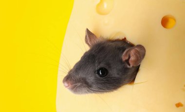 Peynirdeki delikten bakan sevimli fare