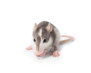 Beyaz arka planda kuru yiyeceği olan sevimli bir fare. Küçük hayvan.