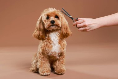 Makaslı bir kadın ve kahverengi arka planda sevimli bir köpek, yakın plan. Hayvan bakımı.