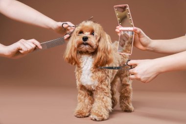 Bakım aletleri olan kadınlar ve kahverengi arka planda sevimli bir köpek, yakın plan.