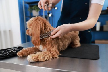 İçeride makasla köpek kılı kesen kadın, yakın plan. Hayvan bakımı.