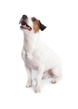 Beyaz arka planda oturan şirin Jack Russell Terrier köpeği.