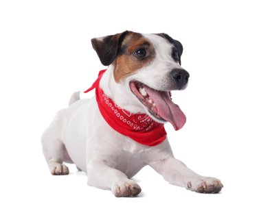 Beyaz arka planda kırmızı bandanalı şirin Jack Russell Terrier köpeği.