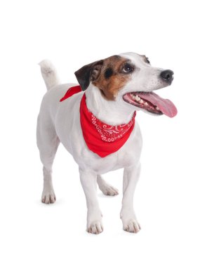 Beyaz arka planda duran kırmızı bandanalı şirin Jack Russell Terrier köpeği