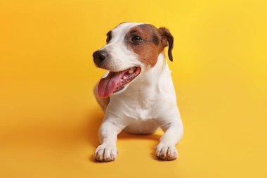Sarı arka planda şirin Jack Russell Terrier köpeği