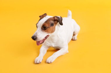 Sarı arka planda şirin Jack Russell Terrier köpeği