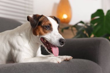 Şirin Jack Russell Terrier köpeği evdeki kanepede yatıyor.