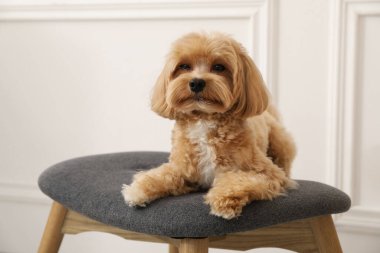 Şirin Maltipoo köpeği evde.