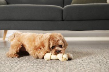 Evde yerde kemikleri çiğnenmiş şirin bir köpek, mesaj için yer var.