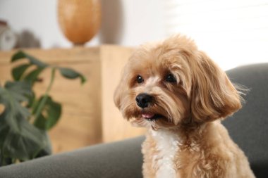 Şirin Maltipoo köpeği evde, mesaj için yer var.