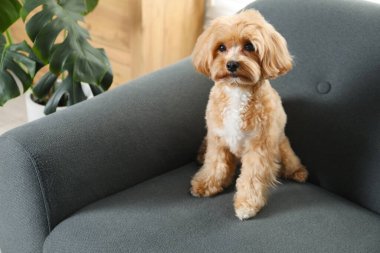 Evdeki kanepede oturan sevimli Maltipoo köpeği.