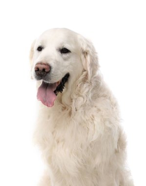 Beyaz arka planda sevimli Golden Retriever köpeği