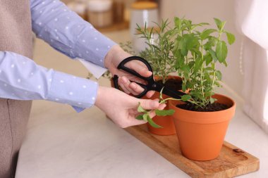 Mutfakta taze naneli şeker kesen bir kadın, yakın plan. Aromatik bitkiler