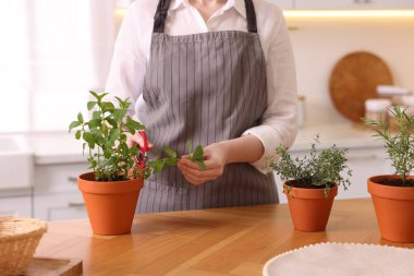 Mutfakta taze naneli şeker kesen bir kadın, yakın plan. Aromatik bitkiler