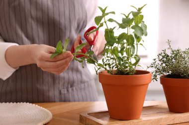 Mutfakta taze naneli şeker kesen bir kadın, yakın plan. Aromatik bitkiler