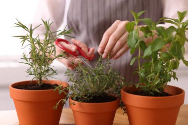 Mutfakta taze kekik kesen kadın, yakın plan. Aromatik bitkiler