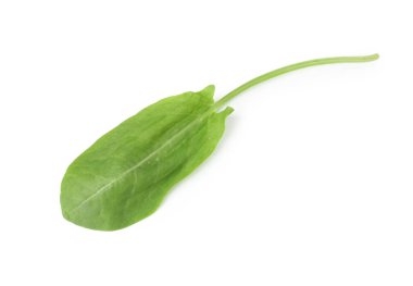 Bir taze yeşil kuş yaprağı beyaza izole edilmiş.
