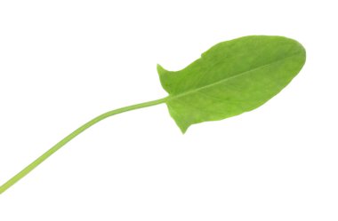 Bir taze yeşil kuş yaprağı beyaza izole edilmiş.